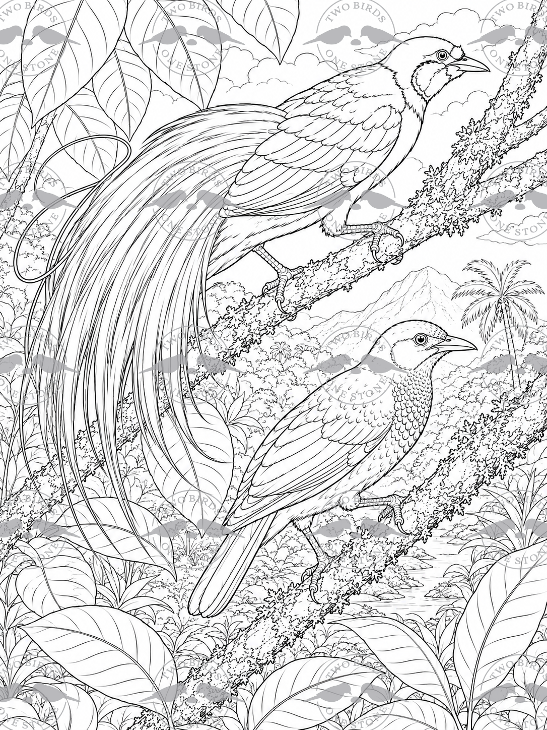 Beautiful Birds Coloring Book