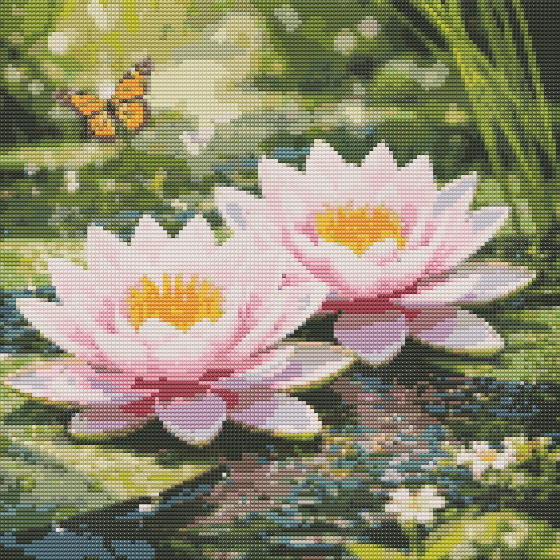 Water Lily