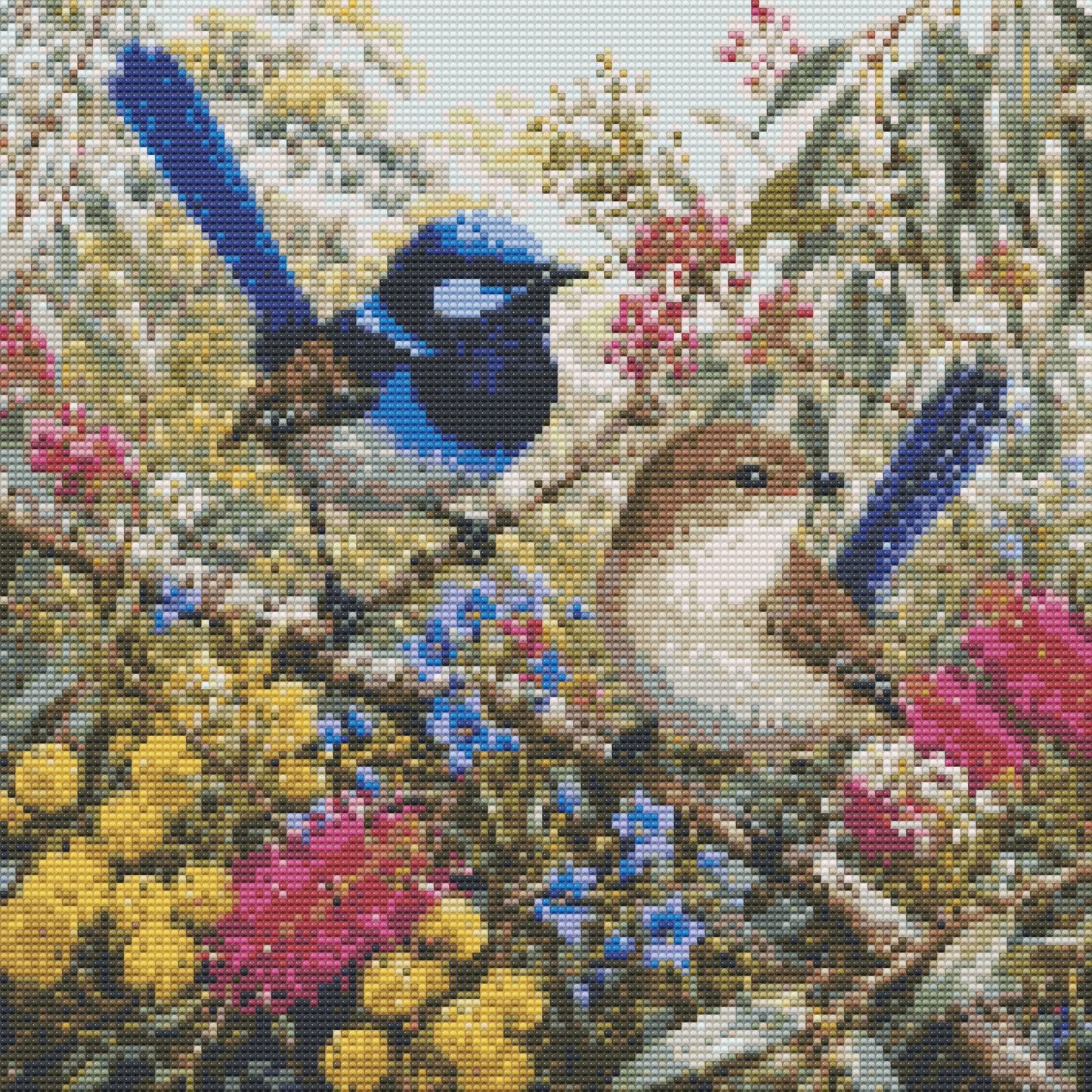 Splendid Fairywren