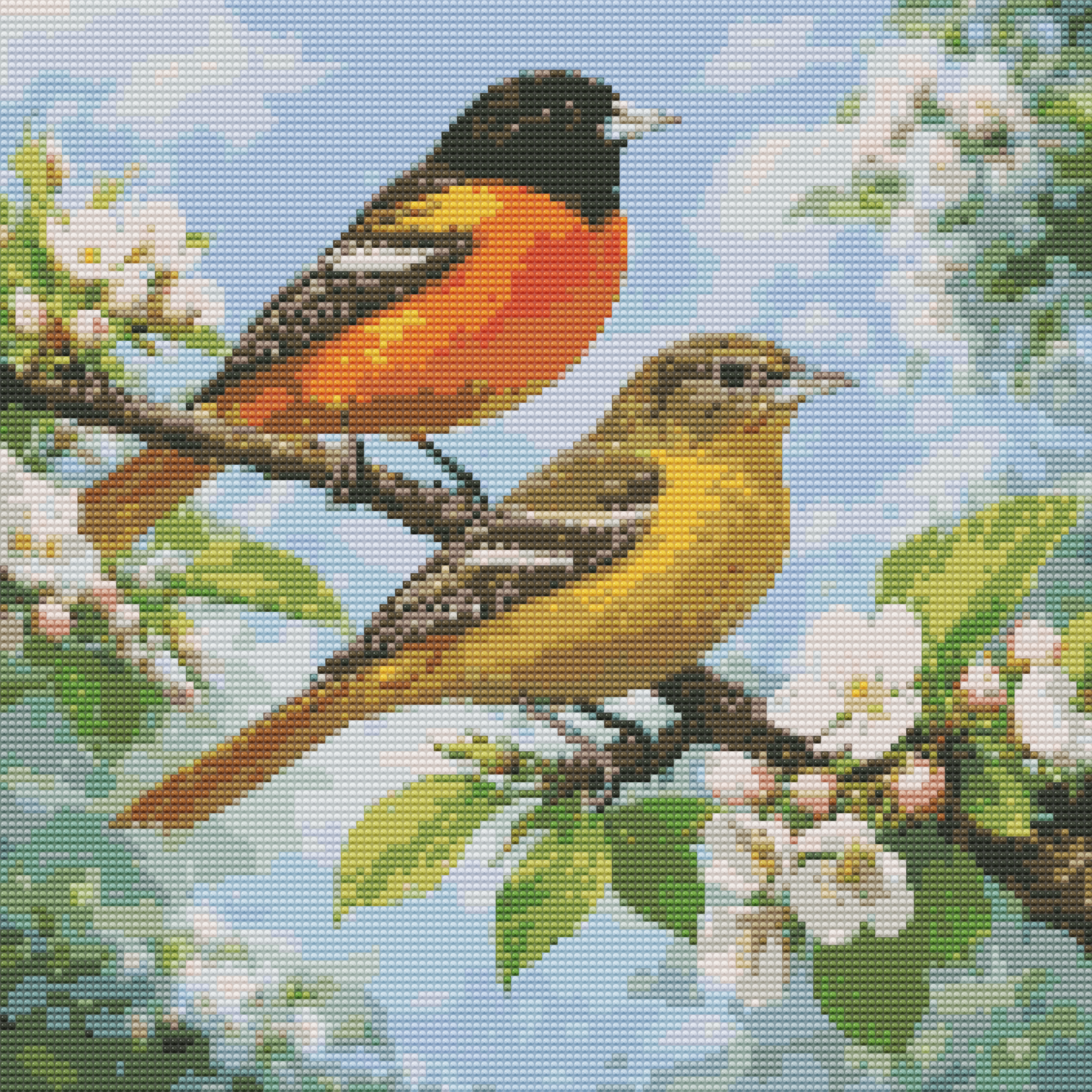 Baltimore Oriole